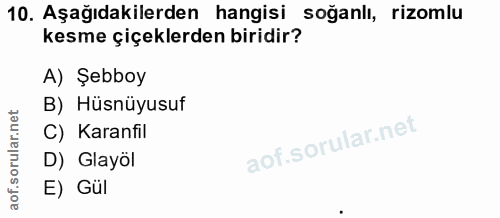 10. soru: Aşağıdakilerden hangisi soğanlı, rizomlu kesme çiçeklerden biridir? A) Şebboy B) Hüsnüyusuf C) Karanfil D) Glayol E) Gül