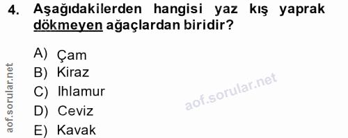 4. soru: Aşağıdakilerden hangisi yaz kış yaprak dökmeyen ağaçlardan biridir? A) Çam B) Kiraz C) Ihlamur D) Ceviz E) Kavak