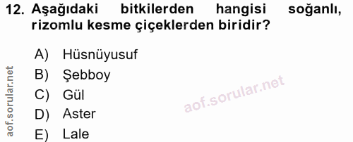 12. soru: Aşağıdaki bitkilerden hangisi soğanlı, rizomlu kesme çiçeklerden biridir? A) Hüsnüyusuf B) Şebboy C) Gül D) Aster E)…