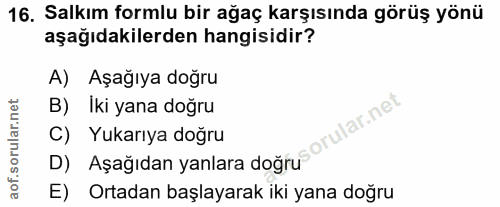 16. soru: Salkım formlu bir ağaç karşısında görüş yönü aşağıdakilerden hangisidir? A) Aşağıya doğru B) Iki yana doğru D) Aşağıd…