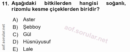 11. soru: Aşağıdaki bitkilerden hangisi soğanlı, rizomlu kesme çiçeklerden biridir? A) Aster B) Şebboy C) Gül D) Hüsnüyusuf E)…