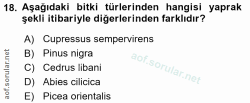 18. soru: Aşağıdaki bitki türlerinden hangisi yaprak şekli itibariyle diğerlerinden farklıdır? A) Cupressus sempervirens B) Pin…