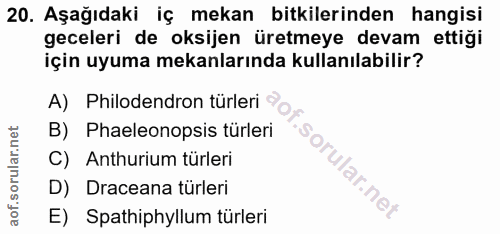 20. soru: Aşağıdaki iç mekan bitkilerinden hangisi geceleri de oksijen üretmeye devam ettiği için uyuma mekanlarında kullanılab…