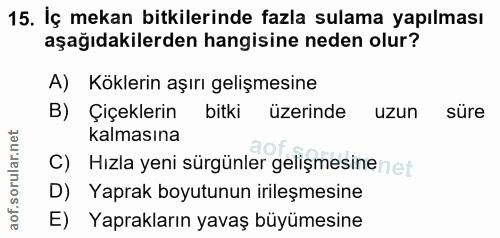 15. soru: İç mekan bitkilerinde fazla sulama yapılması aşağıdakilerden hangisine neden olur? A) Köklerin aşırı gelişmesine B) Ç…