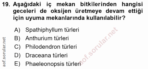 19. soru: Aşağıdaki iç mekan bitkilerinden hangisi geceleri de oksijen üretmeye devam ettiği için uyuma mekanlarında kullanılab…