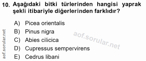 10. soru: Aşağıdaki bitki türlerinden hangisi yaprak şekli itibariyle diğerlerinden farklıdır? A) Picea orientalis B) Pinus nig…