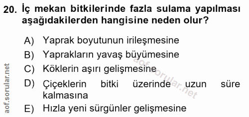 20. soru: İç mekan bitkilerinde fazla sulama yapılması aşağıdakilerden hangisine neden olur? A) Yaprak boyutunun irileşmesine B…