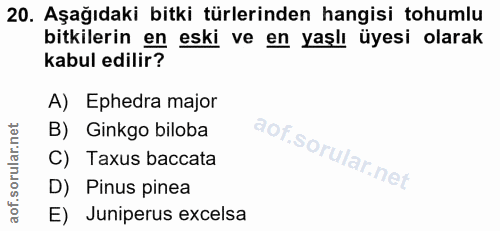 20. soru: Aşağıdaki bitki türlerinden hangisi tohumlu bitkilerin en eski ve en yaşlı üyesi olarak kabul edilir? A) Ephedra majo…