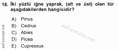 18. soru: Iki yüzlü iğne yaprak, (alt ve üst) olan tür aşağıdakilerden hangisidir? A) Pinus B) Cedrus C) Abies D) Picea E) Cupr…