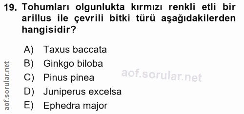 19. soru: Tohumları olgunlukta kırmızı renkli etli bir arillus ile çevrili bitki türü aşağıdakilerden hangisidir? A) Taxus bacc…