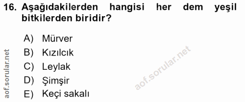 16. soru: Aşağıdakilerden hangisi her dem yeşil bitkilerden biridir? A) Mürver orular.net B) Kızılcık C) Leylak D) Şimşir aof.…