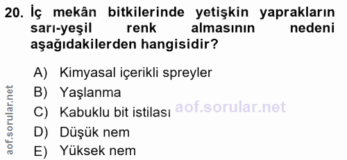 20. soru: İç mekân bitkilerinde yetişkin yaprakların sarı-yeşil renk almasının nedeni aşağıdakilerden hangisidir? A) Kimyasal i…