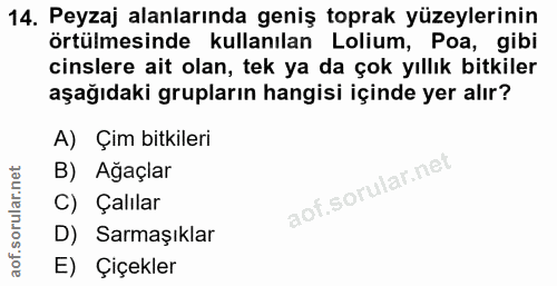 14. soru: Peyzaj alanlarında geniş toprak yüzeylerinin örtülmesinde kullanılan Lolium, Poa, gibi cinslere ait olan, tek ya da ç…