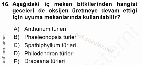 16. soru: Aşağıdaki iç mekan bitkilerinden hangisi geceleri de oksijen üretmeye devam ettiği için uyuma mekanlarında kullanılab…
