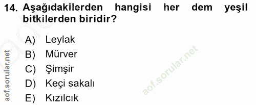 14. soru: Aşağıdakilerden hangisi her dem yeşil bitkilerden biridir? A) Leylak Mürver C) Şimşir D) Keçi sakalı E) Kızılcık