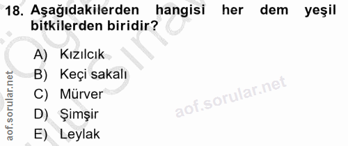 18. soru: Aşağıdakilerden hangisi her dem yeşil bitkilerden biridir? A) Kızılcık B) Keçi sakalı C) Mürver D) Şimşir E) Leylak