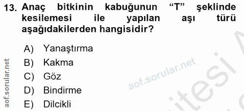 13. soru: Anaç bitkinin kabuğunun "T" şeklinde kesilemesi ile yapılan aşl türü aşağıdakilerden hangisidir? A) Yanaştırma B) Kak…