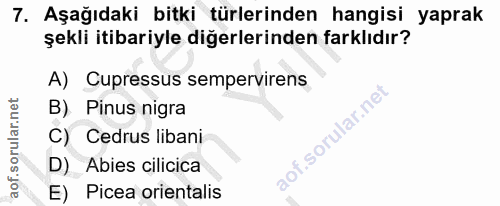 7. soru: Aşağıdaki bitki türlerinden hangisi yaprak şekli itibariyle diğerlerinden farklıdır? A) Cupressus sempervirens B) Pin…