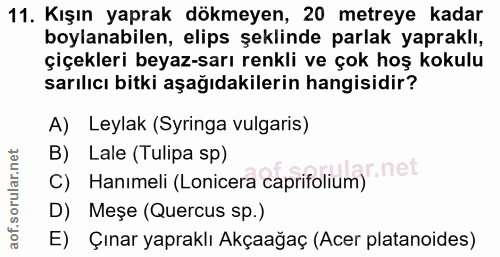 11. soru: Kışın yaprak dökmeyen, 20 metreye kadar boyanabilen, elips şeklinde parlak yapraklı, çiçekleri beyaz-sarı renkli ve ç…