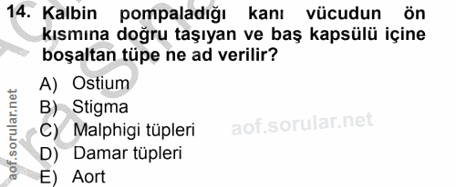 14. soru: Kalbin pompaladığı kanı vücudun ön kısmına doğru taşıyan ve baş kapsülü içine boşaltan tüpe ne ad verilir? A) Ostium…