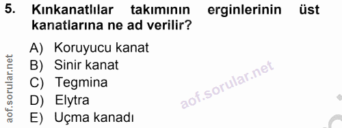 5. soru: Kınkanatlılar takiminın erginlerinin üst kanatlarına ne ad verilir? A) Koruyucu kanat B) Sinir kanat C) Tegmina D) El…