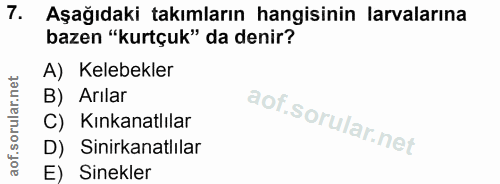 7. soru: Aşağıdaki takımların hangisinin larvalarına bazen "kurtçuk" da denir? A) Kelebekler B) Arılar C) Kınkanatlılar D) Sin…