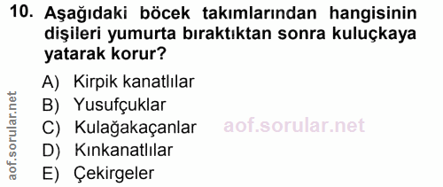 10. soru: Aşağıdaki böcek takımlarından hangisinin dişileri yumurta bıraktıktan sonra kuluçkaya yatarak korur? A) Kirpik kanatl…