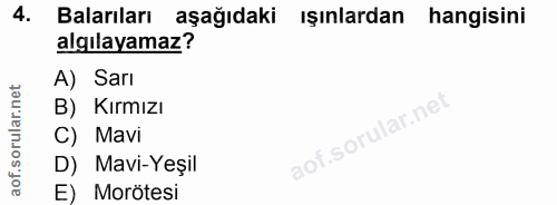 4. soru: Balarıları aşağıdaki ışınlardan hangisini algılayamaz? A) Sarı B) Kırmızı C) Mavi D) Mavi-Yeşil E) Morötesi