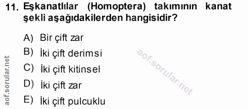 11. soru: Eşkanatlılar (Homoptera) takımının kanat şekli aşağıdakilerden hangisidir? A) Bir çift zar B) İki çift derimsi C) İki…