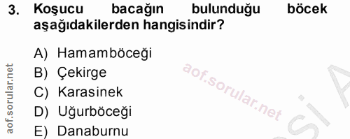 3. soru: Koşucu bacağın bulunduğu böcek aşağıdakilerden hangisindir? A) Hamamböceği B) Çekirge C) Karasinek D) Uğurböceği E) D…