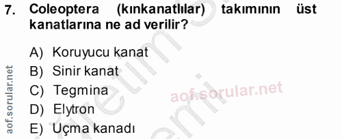 7. soru: Coleoptera (kınkanatlilar) takımının üst kanatlarına ne ad verilir? A) Koruyucu kanat B) Sinir kanat C) Tegmina D) El…