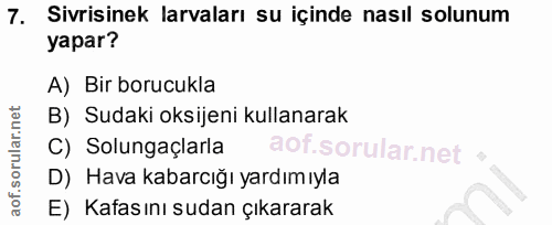 7. soru: Sivrisinek larvaları su içinde nasıl solunum yapar? A) Bir borucukla B) Sudaki oksijeni kullanarak C) Solungaçlarla D…
