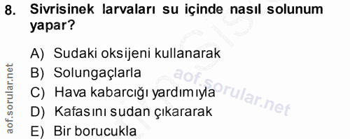 8. soru: Sivrisinek larvaları su içinde nasıl solunum yapar? A) Sudaki oksijeni kullanarak B) Solungaçlarla C) Hava kabarcığı…