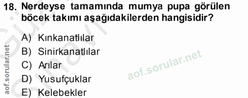 18. soru: Nerdeyse tamamında mumya pupa görülen böcek takımı aşağıdakilerden hangisidir? A) Kınkanatlılar B) Sinirkanatlılar C)…