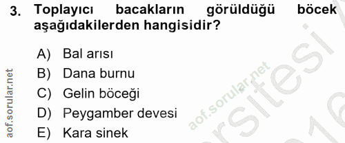 3. soru: Toplayıcı bacakların görüldüğü böcek aşağıdakilerden hangisidir? A) Bal arısı B) Dana burnu sites C) Gelin böceği D)…