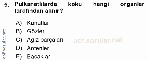 5. soru: Pulkanatlılarda koku hangi organlar tarafından alınır? A) Kanatlar B) Gözler C) Ağız parçaları D) Antenler E) Bacaklar