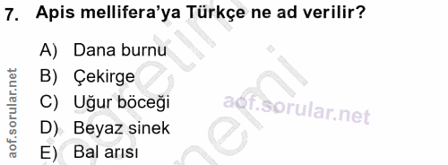 7. soru: Apis mellifera'ya Türkçe ne ad verilir? A) Dana burnu B) Çekirge C) Uğur böceği aof.sprular.net D). Beyaz sinek E) Ba…