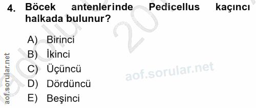4. soru: Böcek antenlerinde Pedicellus kaçıncı halkada bulunur? A) Birinci B) Ikinci C) Üçüncü D) Dördüncü E) Beşinci