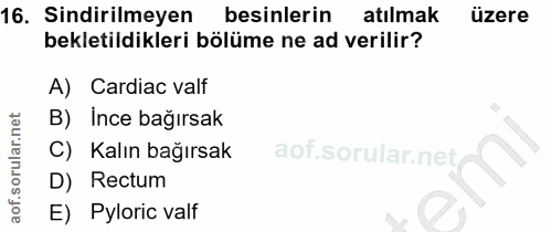 16. soru: Sindirilmeyen besinlerin atılmak üzere bekletildikleri bölüme ne ad verilir? A) Cardiac valf B) Ince bağırsak C) Kalı…