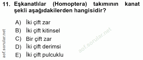 11. soru: Eşkanatlılar (Homoptera) takımının kanat şekli aşağıdakilerden hangisidir? A) Iki çift zar B) İki çift kitinsel C) Bi…