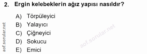 2. soru: Ergin kelebeklerin ağız yapısı nasıldır? A) Törpüleyici B) Yalayıcı C) Çiğneyici D) Sokucu E) Emici