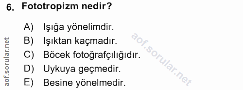 6. soru: Fototropizm nedir? A) Işığa yönelimdir. B) Işıktan kaçmadır. C) Böcek fotoğrafçılığıdır. D) Uykuya geçmedir. E) Besin…