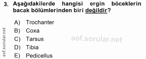 3. soru: Aşağıdakilerde hangisi ergin böceklerin bacak bölümlerinden biri değildir? A) Trochanter B) Coxa C) Tarsus D) Tibia E…