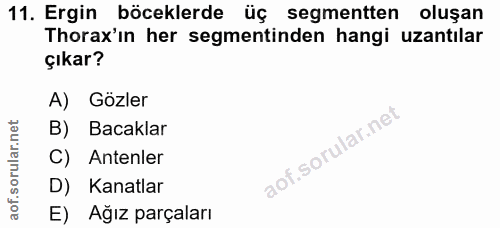 11. soru: Ergin böceklerde üç segmentten oluşan Thorax'ın her segmentinden hangi uzantılar çıkar? A) Gözler B) Bacaklar C) Ante…