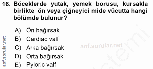 16. soru: Böceklerde yutak, yemek borusu, kursakla birlikte ön veya çiğneyici mide vücutta hangi bölümde bulunur? A) Ön bağırsa…