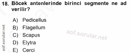 18. soru: Böcek antenlerinde birinci segmente ne ad verilir? A) Pedicellus B) Flagellum C) Scapus D) Elytra E) Cerci