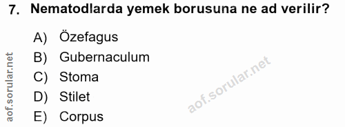 7. soru: Nematodlarda yemek borusuna ne ad verilir? A) Özefagus B) Gubernaculum C) Stoma D) Stilet aof. E) Corpus