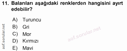 11. soru: Balarıları aşağıdaki renklerden hangisini ayırt edebilir? A) Turuncu B) Gri C) Mor D) Kırmızı E) Mavi