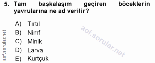 5. soru: Tam başkalaşım geçiren böceklerin yavrularına ne ad verilir? A) Tırtıl B) Nimf C) Minik D) Larva E) Kurtçuk