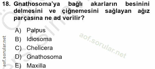18. soru: Gnathosoma'ya bağlı akarların besinini delmesini ve çiğnemesini sağlayan ağız parçasına ne ad verilir? A) Palpus B) I…